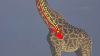 Grafik der realen Lage des Kehlkopfnervs der Giraffe
