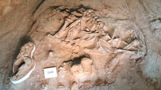 Die Fossilien eines Urzeit-Kamels: Wie kann man das Alter von archäologischen Funden bestimmen?