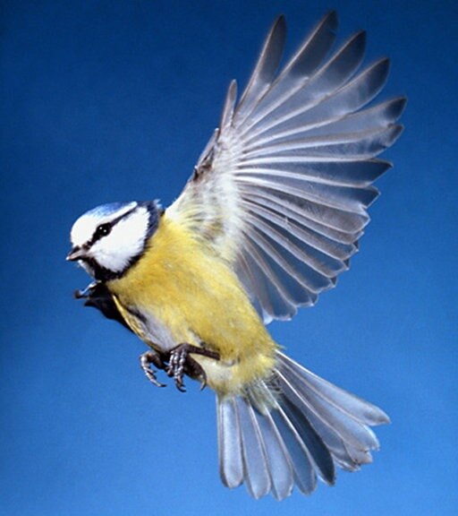 Eine Blaumeise im Flug.