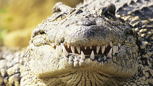 Krokodile und Vögel sind verwandt