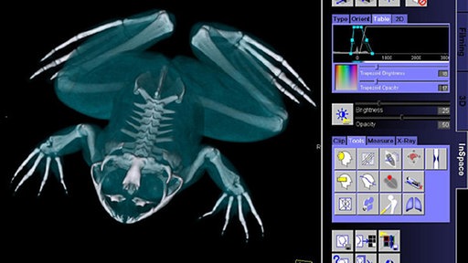 Virtuelles Froschmodell