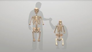 Screenshot aus dem Spiel Skelettbaukasten aus dem Bereich Evolution und Experiment Verwandtschaft