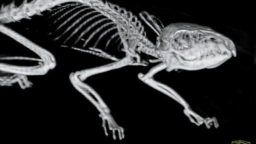 Spitzhörnchenskelett