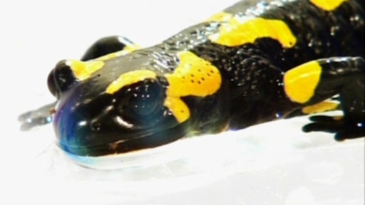 Feuersalamander