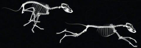 Ansichten eines rennenden Hundeskeletts