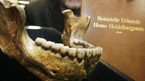 Ein Unterkiefer eines Homo heidelbergensis. (Foto: picture-alliance, dpa)