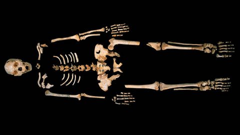Ein auf einer schwarzen Oberfläche ausgebreitetes Skelett eines Homo Heidelbergensis (Foto: picture-alliance, dpa)