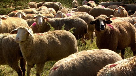 Eine Herde von Schafen. (Foto: SWR)