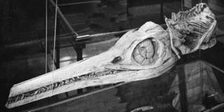 Skelett eines Flugsauriers (Foto: SWR - Screenshot aus der Sendung)