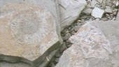 Zwei Ölschieferplatten mit Fossilien. (Foto: SWR - Screenshot aus der Sendung)