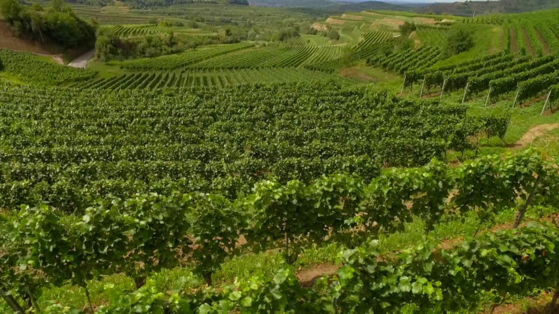 Ein Hügel, auf dem viel Wein angebaut wird (Foto: SWR - Screenshot aus der Sendung)
