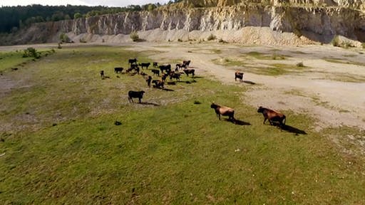 Eine Herde Kühe grast in einem ehemaligen Steinbruch.