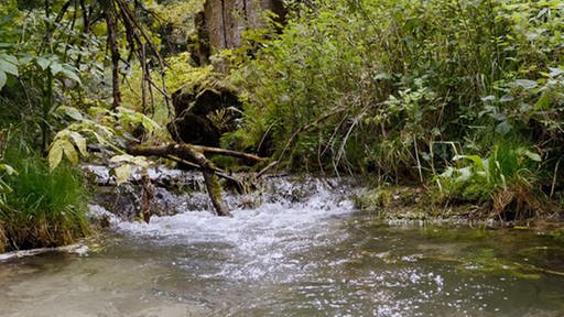 Ein wilder Bach fließt durch einen Wald.