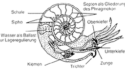 Illustration: Querschnitt durch einen Ammoniten