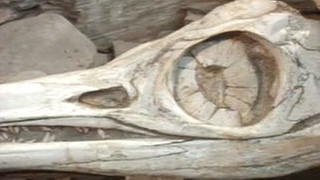 Profilaufnahme eines versteinerten Ichthyosaurier-Kopfes.