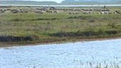 Ein Fluss im Vordergrund und eine Wiese im Hintergrund, auf der mehrere Schafe weiden.