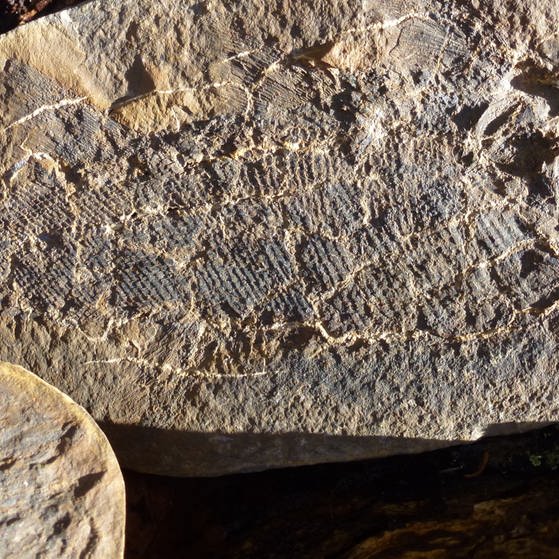 Bild eines Fossils.