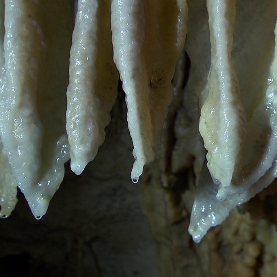 Stalagtiten. (Foto: SWR – Screenshot aus der Sendung)