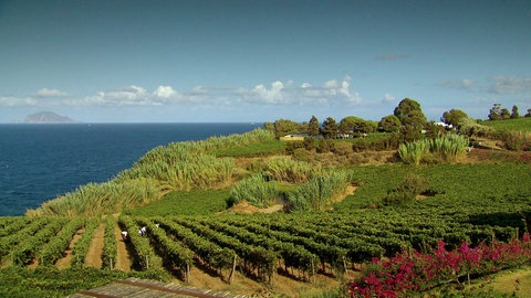 Weinberg auf einer Insel.