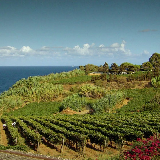 Weinberg auf einer Insel.