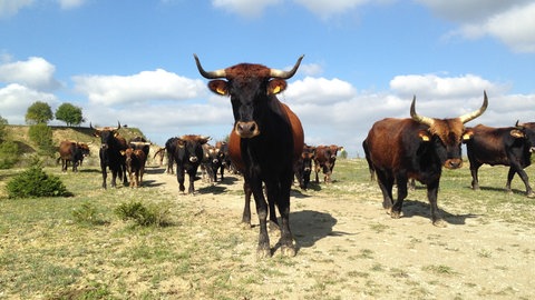 Animation von Taurusrindern in der Urzeit bei Gerhausen.