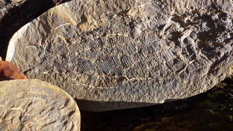 Bild eines Fossils.
