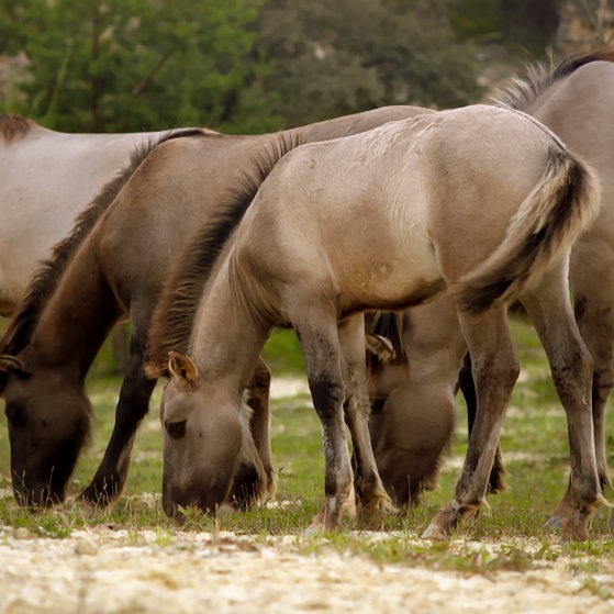 Eine Herde Konikpferde beim Grasen.