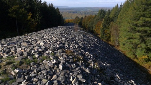 Blick durch eine Waldschneiße.