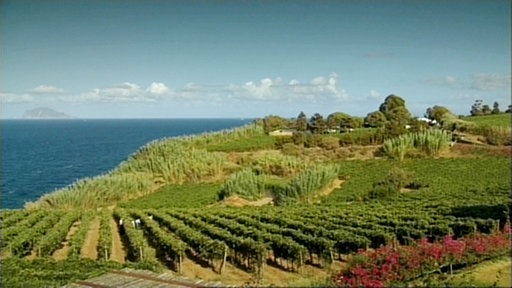 Weinberge auf einer Insel.