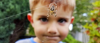Im Vordergrund eine Spinne in ihrem Netz, dahinter ein Junge, der sie skeptisch beobachtet