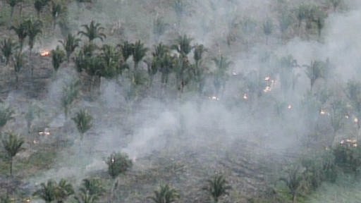 Brennende Regenwaldfläche (Foto: SWR/Eikon Südwest - Screenshot aus der Sendung)