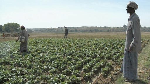 Bauern auf Reisfeld (Foto: SWR/Eikon Südwest - Screenshot aus der Sendung)