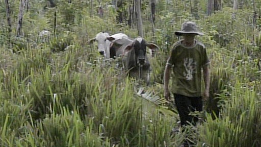 Bauer mit Rindern im Regenwald. (Foto: SWR/Eikon Südwest - Screenshot aus der Sendung)