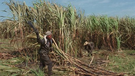 Zuckerrohrplantage auf Kuba (Foto: dpa)