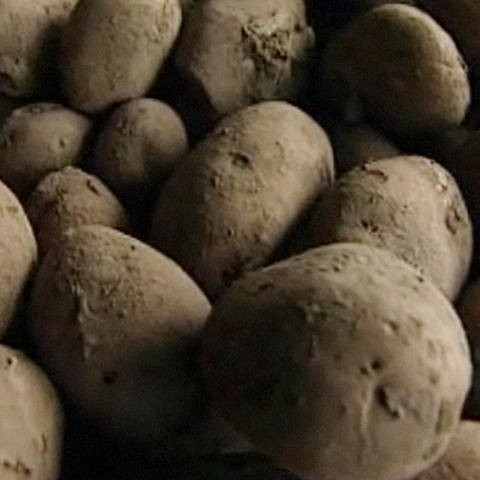 mehrere Kartoffeln (Foto: SWR)