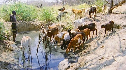 Rinder trinken an einer Wasserstelle, deren Wasser durch Kot eingetrübt ist