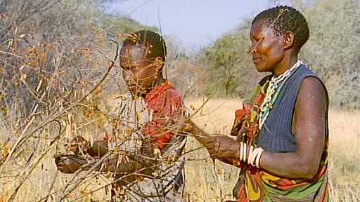 Zwei Afrikanerinnen pflücken orangefarbene Beeren von einem blattlosen Busch