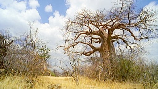 Affenbrotbaum zwischen gelbem Gras und verdorrten Büschen