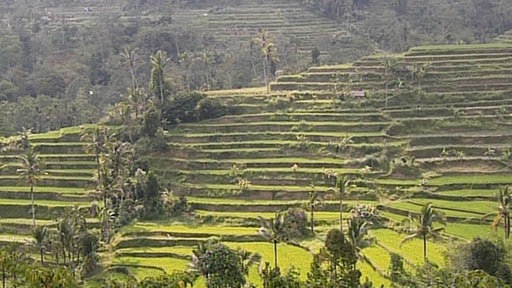 Reisterrassen an den Hängen des Vulkans Agung
