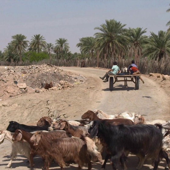 Eselskarren auf einer Straße, im Vordergrund eine Ziegenherde.