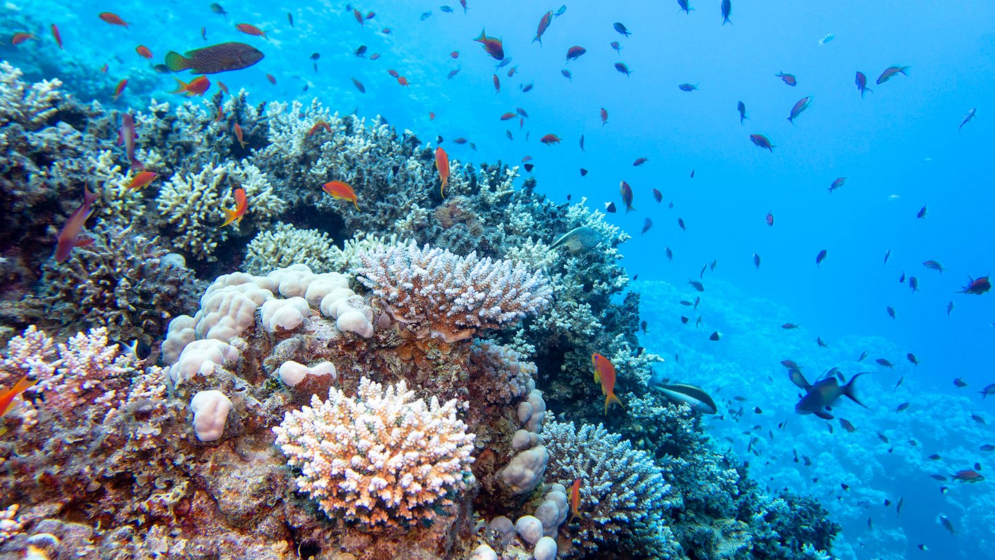 Korallen im lichtdurchfluteten Ozean (Foto: IMAGO / Panthermedia)