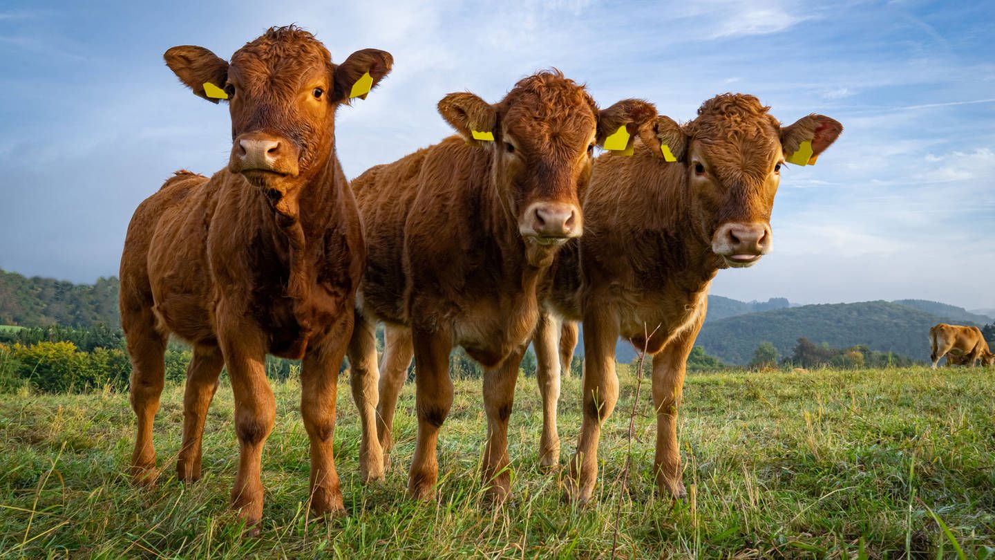 Kühe auf Weide (Foto: IMAGO, IMAGO / Countrypixel)