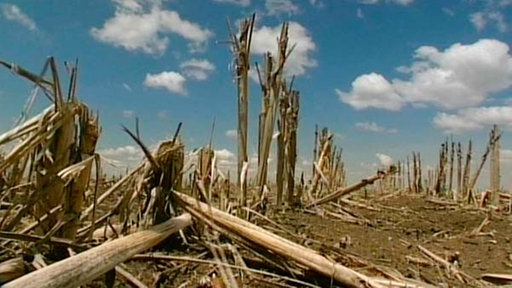 Aufnahme aus Bodenhöhe: Vertrocknete Pflanzenstängel stehen auf einem Feld. Am blauen Himmel sind vereinzelte Wolken zu sehen. (Foto: SWR/WDR – Print aus der Sendung)