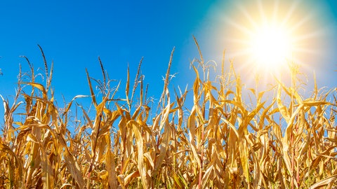 Vertrocknetes Maisfeld