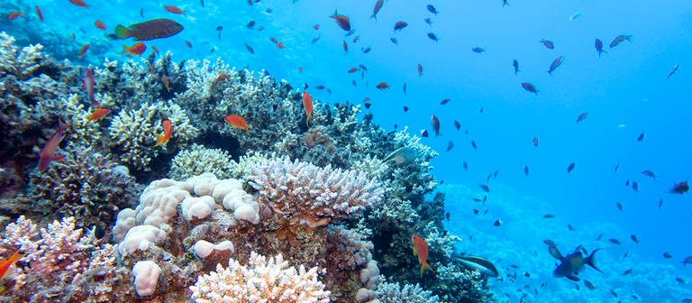 Korallen im lichtdurchfluteten Ozean