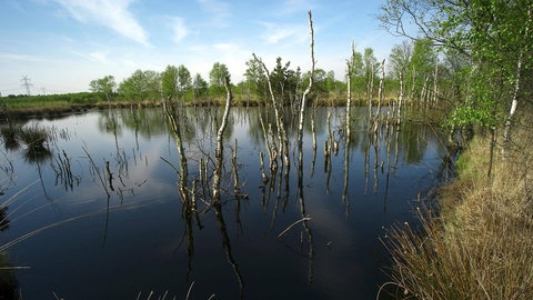 Moorlandschaft
