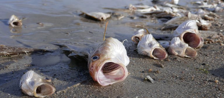 Tote Fische (Foto: IMAGO / imagebroker)