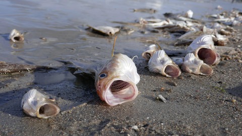 Tote Fische
