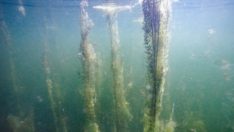 Überdüngter See