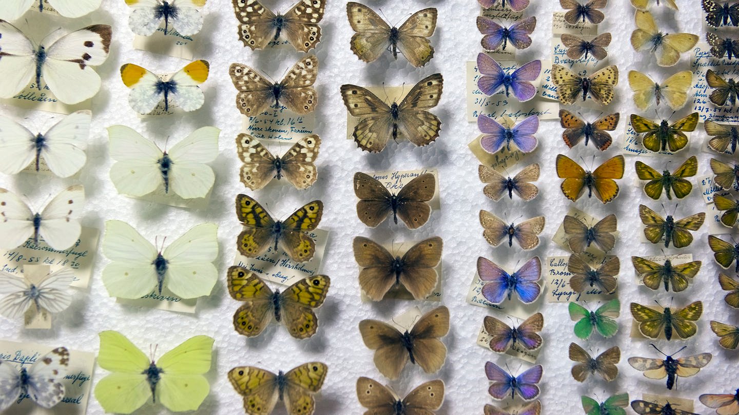 Biodiversität (Foto: Colourbox, Colourbox - Dab)